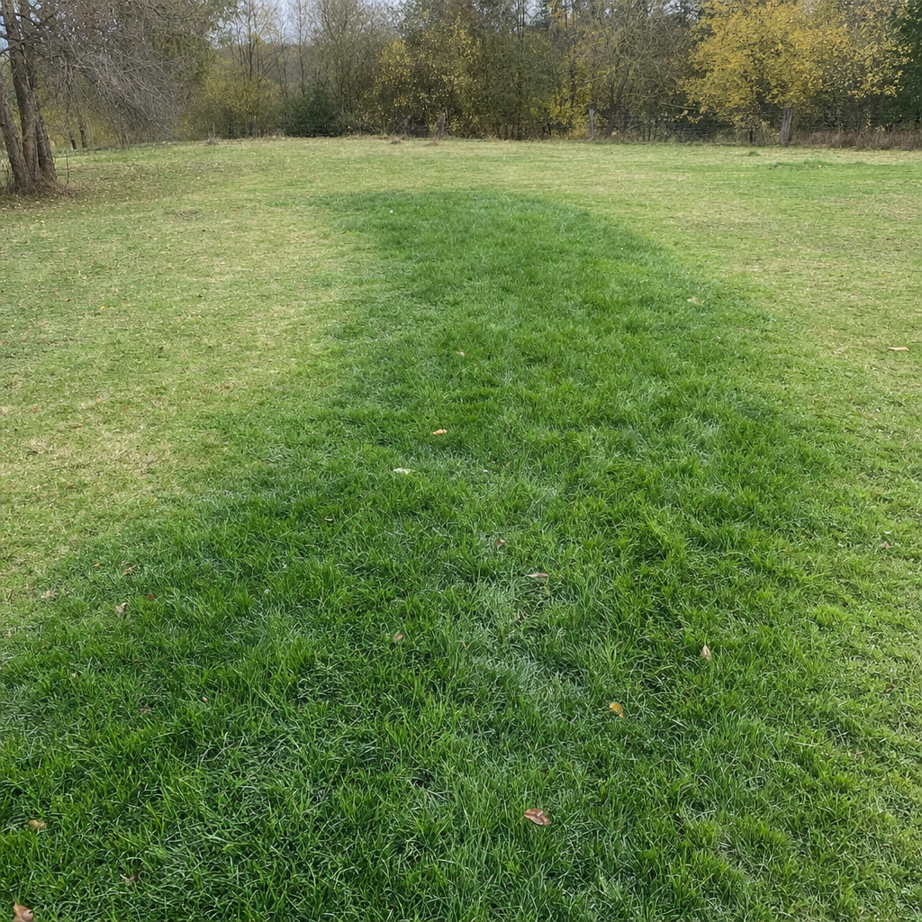 A soggy, unusually green patch of lawn over the drain field of a Vancouver home, a sign the septic tank needs pumping